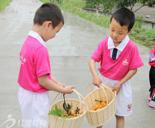 陜西安康紅纓高新幼兒園組織“初夏采摘”活動(dòng)