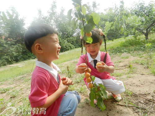 山東濰坊紅纓朝霞幼兒園采摘活動(dòng)